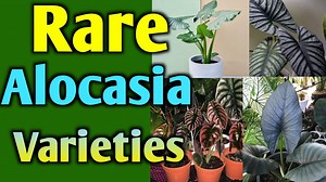 12 Gorgeous Trees With Thin Needle-like Leaves