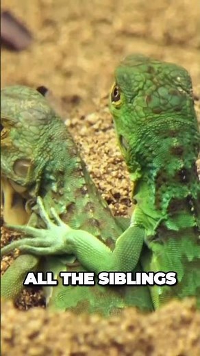 Iguana Family Embarks on Thrilling Outdoor Journey Together #documentary #nature