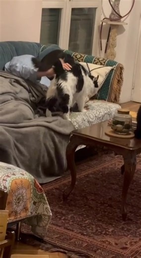 GREG: AAA CERCASI ADOTTANTE SENZA TIMORE DELLA FIV Sarà come cercare un cavaliere errante senza macchia e senza paura, pronto a combattere un temibile e spaventoso mostro, che ha le stesse fattezze dei mulini a vento contro cui combatteva il valoroso Don Chisciotte, insieme al fedele scudiero Sancho Panza. Qui il gigante scambiato per un mostro, è la FIV. Un innocuo mulino a vento, che spesso viene interpretato come un pericolo o un ostacolo insormontabile. I gatti FIV positivi sono più delicati