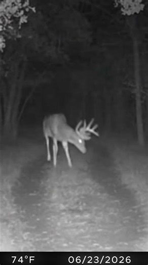 this buck's rack is insane #deerhunting #trailcam 🦌🌙🚜