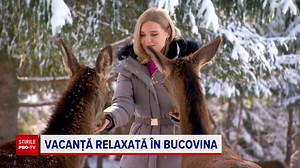 381K views · 5.3K reactions | O crescătorie de cerbi, principala atracţie a turiştilor care au decis să facă Crăciunul în Bucovina. „E foarte plăcut” | StirileProTV | Facebook