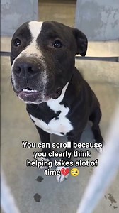 #dogoftheday #rescuedogs #fyp #adoptdontshop #stopanimalcruelty #endanimalabuse