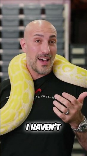 Giant Snake! Meet my 12 foot Pearl Burmese Python #aggressivesnake #snake #reptiles #giantsnake #pet