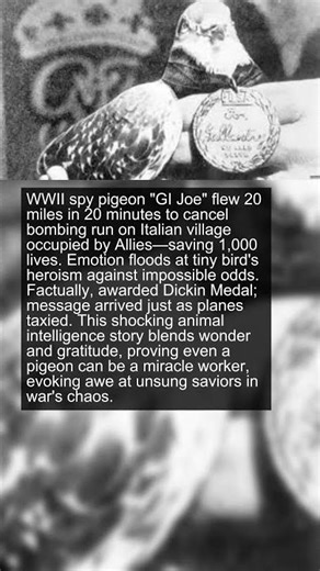 The Pigeon That Fooled the Nazis
