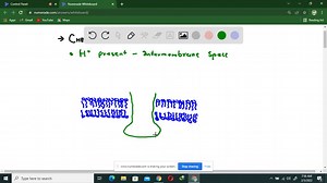 SOLVED:How is a proton gradient used to generate ATP? | Numerade
