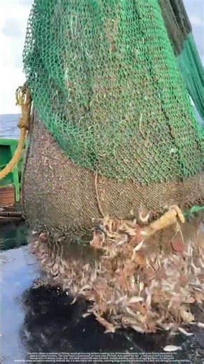 Watch A Giant Trawl Net Dump Thousands Of Pounds Of Seafood !