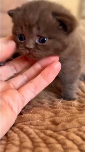 Cute Tiny Kitten Melts Everyone’s Heart 🐱❤️#cute #kitten #cutecats