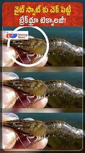 35K views · 389 reactions | Game-Changer for Shrimp Farmers: Rapid Test Kit Detects White Spot Virus in 30 Minutes!| Shrimp News #shrimpnews #ShrimpFarming #WSSV #WhiteSpotVirus #AquacultureInnovation #shrimphealth #aquatech | Shrimp.News | Facebook