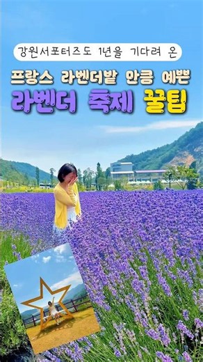 강원도여행 라벤더축제 무릉별유천지 동해여행 아이랑가볼만한곳 동해여행 강원소셜크리에이터 라벤더밭 마미뚜진 여행육아