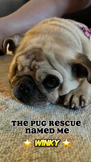 Pugzel quilt?? Think it needs to happen!! Winky is a foster failure from Homeward Bound Pug Rescue. They are in urgent need of foster families and adoptees so if you are in Oklahoma or any surrounding state and would like a new furry best friend, please consider them ❤️ | PixelQuilt