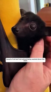 20K views · 902 reactions | Saved a fruit bat from almost being washed down the drain.#animals #animalrescue #rescue #animalsoftiktok #fyp | Masokapowerproducts | Facebook