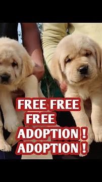 Free Free Labrador Puppy || Free Adoption Labrador Puppy 2023 || @PETS4ADOPTION15 🤩🤩