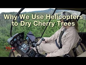 Why We Use Helicopters to Dry Cherry Trees