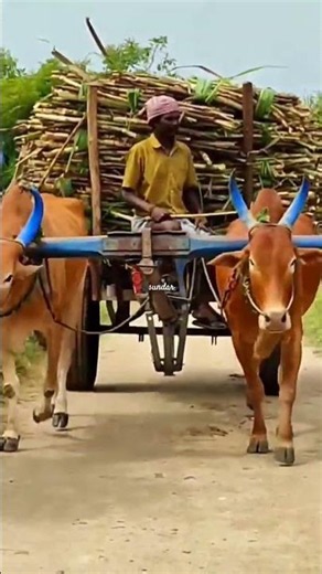 Bullock Cart Heavy Load Ride | Bullock Cart Heavy Load Crops Transport | Bullock Cart Heavy Load