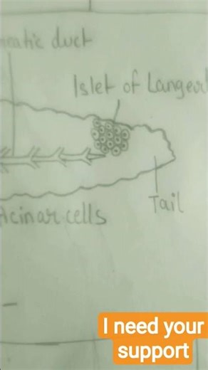 pancreas#structure drawing and types#and support my channel guys 🙋