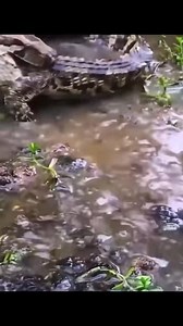 The Burmese python’s anatomy is pure engineering genius — jaws that stretch, teeth that grip, and muscles that swallow whole. Even a crocodile is no match for this silent predator. 🐍🐊 #WildVsWild #NatureUnscripted #NatGeoMoments #wildafrica @highlight | Moochi Kaneba