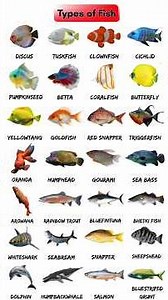 Types of Fish Names in English With pictures🐠🐬#fishnames