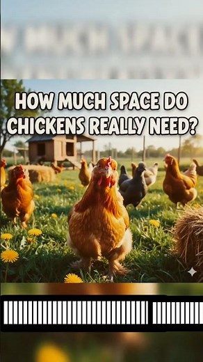 Space Planning for Healthy Hens | How Much Space Does Each Chicken Really Need?