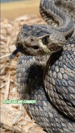 Mojave Green Rattlesnake:The Third Most Potent Venomous Pit Viper In The United States