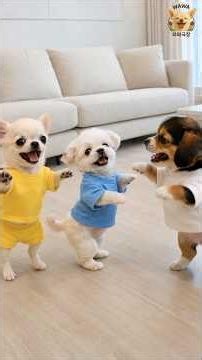 감자전 먹으러 놀러와 #chihuahua #치와와