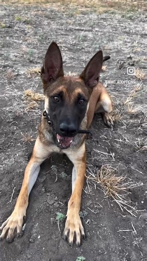 Meet Uurok💚 This little cutie is a 1.5 year old male Belgian Malinois. Uurok was eliminated from puppy program for confinement anxiety with redirected aggression, but he can be safely managed under an experienced handler. He was also diagnosed with exocrine pancreatic insufficiency that is managed with medication. Uurok is a nice dog who enjoys getting loved on and playing with toys. He is best suited for an adopter with an active lifestyle and MWD experience. If you’re interested in learning m