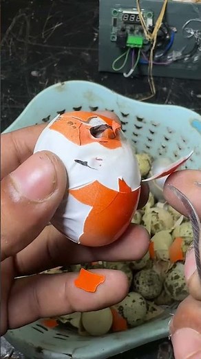 Colored egg hatching - wow