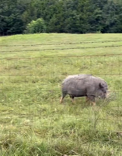 8.4K views · 972 reactions | Running of the pigs from earlier this morning!  One of the things that I love best about seeing this is that so many of these pigs were too obese, arthritic or both to even walk much when they first got here but look at them go now. Living their best lives! 珞 | Frog Song Farm Sanctuary | Facebook