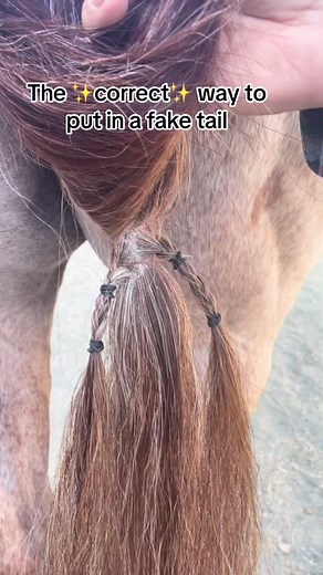 How to Apply a Fake Tail on Your Horse Effectively