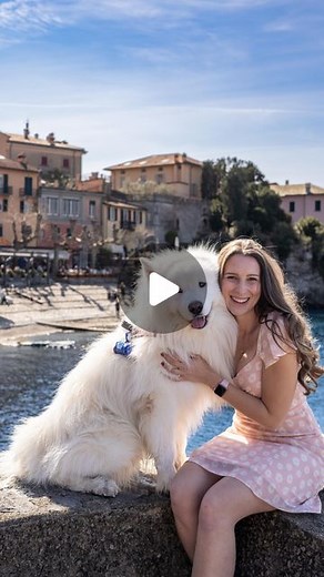 VANLIFE 🌻 | HAPPINESS | DOG on Instagram: "Who can relate? 😅 #fluffydog #dogmom #fun #comedy . . . #reels #reelsinstagram #reelsviral #trend #viral #fun #samoyed #dog #samojede #fluffydog #whitedog #explore #cute #fyp #blogger_de #hund"