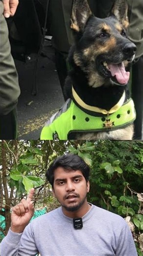 🐶​The Dog with a $70,000 Bounty (Sombra) // Sri info (Tamil)