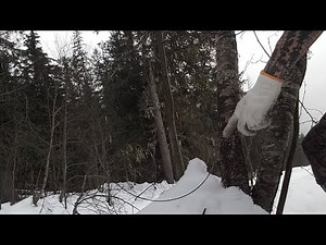How I snare wolves (hanging snares)