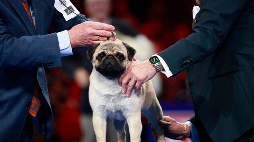 Vito the pug made history at the National Dog Show. See the complete results here