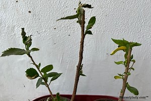 How To Save A Dying Hibiscus Plant? (8 Causes Fix)