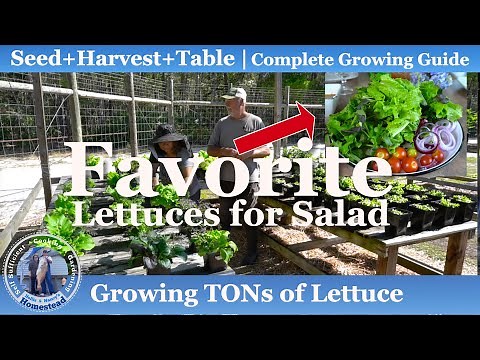 How to Grow TONs of Lettuce in Containers