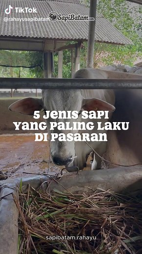 5 Jenis Sapi Paling Laku di Pasaran Indonesia