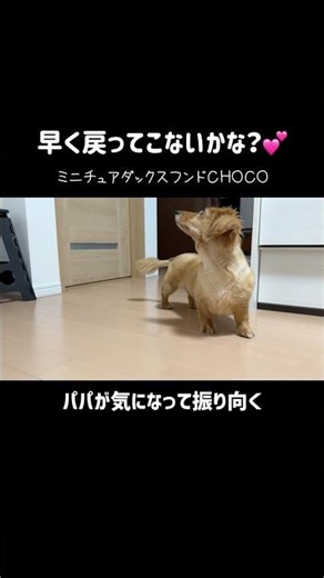 早く戻ってこないかな？💕パパを待つ甘えん坊犬【ミニチュアダックスフンド】