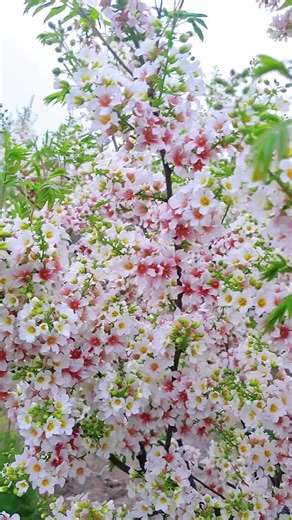 Wood of Shinyleaf Yelllowwhorn #fyp #tiktok #foryourpage #beautiful #callistephus #flower #flowervideo #tiktokflower #nature #Xanthoceras sorbifolium