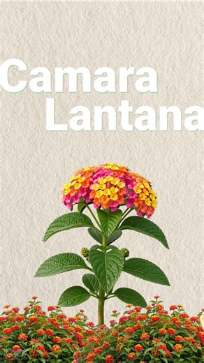 The Flower Destroying India’s Forests