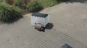 2.3K views · 183 reactions | Our Snapping Turtle patient that...