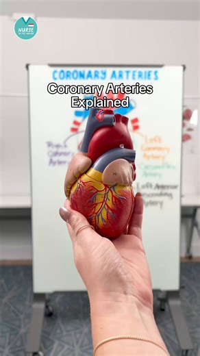- Coronary Arteries Explained - 🫀The main blood vessels that supply oxygen-rich blood & nutrients to the heart muscle Right Coronary Artery (RCA) → supplies blood to the right ventricle, the base of the heart, & part of the interventricular septum Left Coronary Artery (LCA) → branches into the circumflex artery & the left anterior descending artery Circumflex Artery → supplies blood to the back & side of the left ventricle Left Anterior Descending Artery (LAD) → supplies blood to the front and 