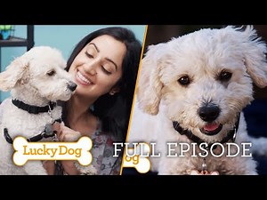 This Tiny Poodle Learns Amazing Skills in Just 7 Days! | Lucky Dog Full Episode