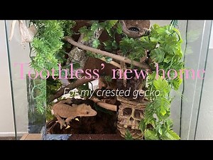 Upgrading my crested geckos enclosure🦎