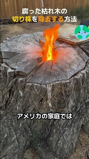 How to remove a rotten dead tree stump