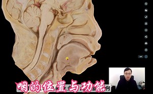 咽的位置与功能