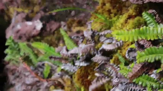 Conservationists Plan To 'Bomb' Mice Eating Albatrosses Alive On Remote South African Island