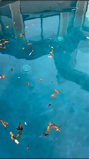 Summer fun shouldn’t come with dirty pool water. Meet the Aiper Scuba X1 Pro Max – your hands-free, cordless pool-cleaning solution. 🌊 Quiet. Powerful. Intelligent. Clean your pool like a pro – while you relax in the sun. 🎁 Plus, enjoy Free Delivery, Free Returns, and 30-Day Money-Back Guarantee. 🕒 Limited stock available! Act fast! 👉 [Shop Now] | Aiper