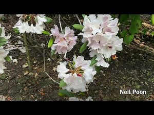 Varieties of Rhododendron | The Valley Gardens
