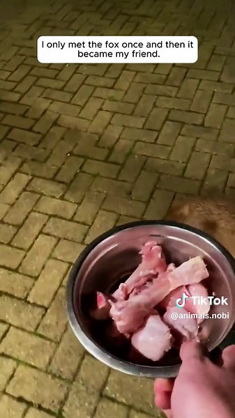 Making Friends with Rescued Foxes: A Unique Bond