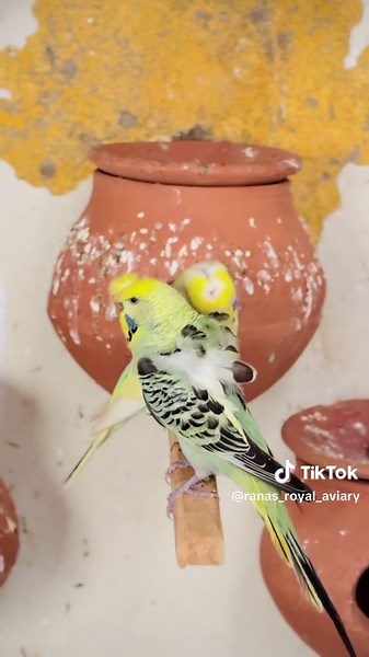 Aviary Birds: Meet My Hogo Romo Budgies