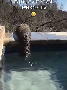 코끼리가 물 먹는법